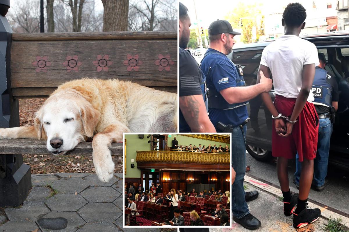 NYC's Wild New Bills: Sick Leave for Pets and Elephant Ban Stir Debate