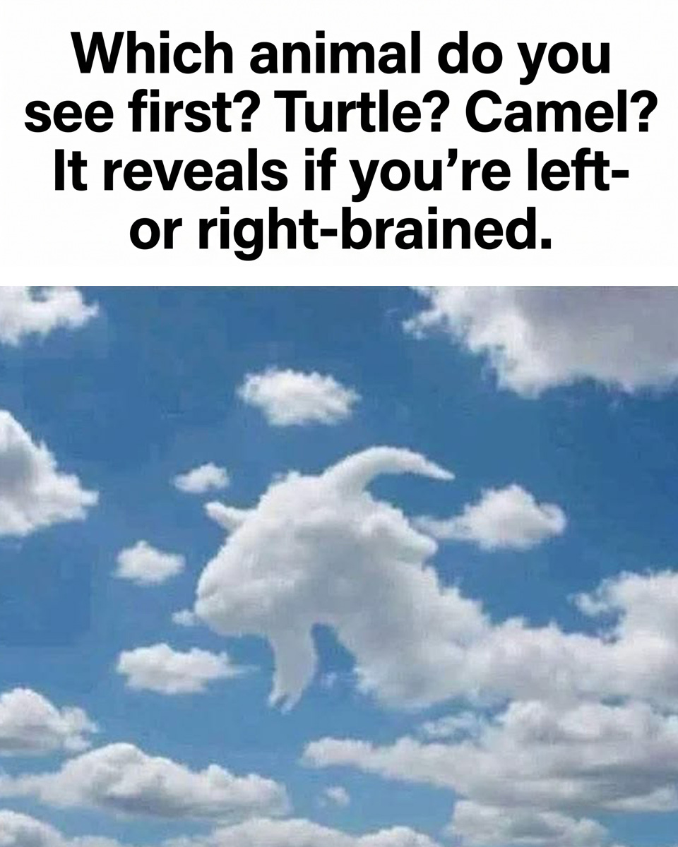 What Your First Animal Choice Reveals About Your Personality