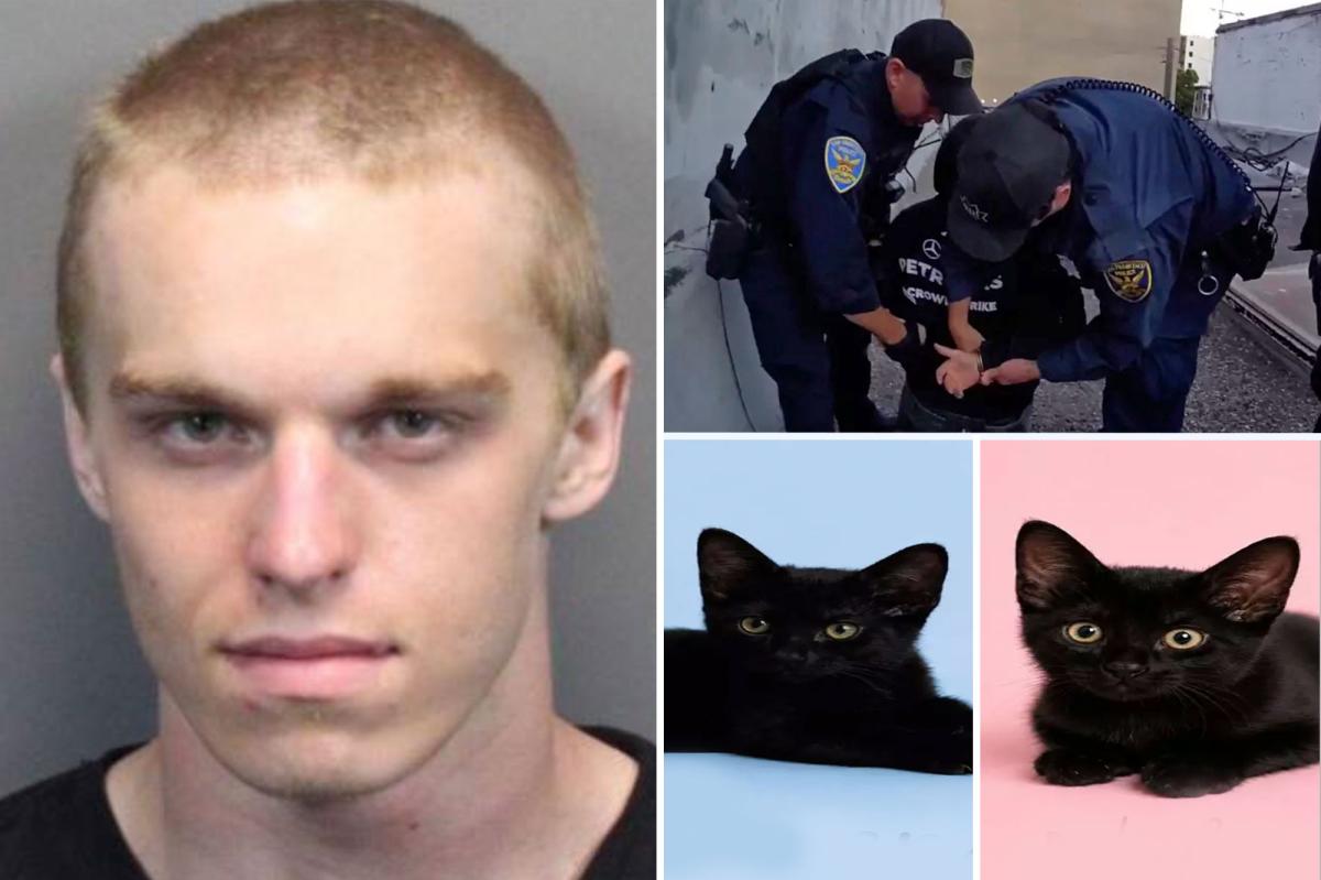 Shock as Kitten Torture Suspect Nabbed After Disturbing Adoption Details Emerge