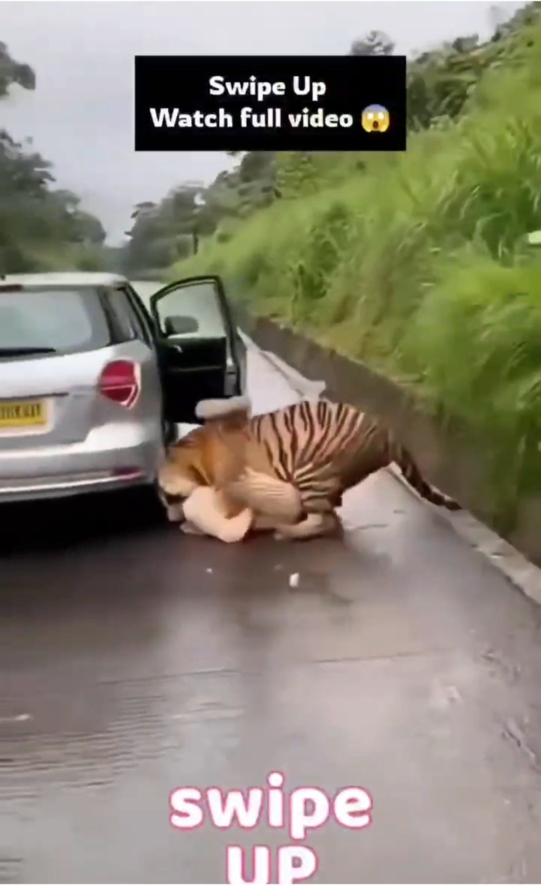 Girl's Close Encounter with a Tiger on Forest Road Shocks Everyone