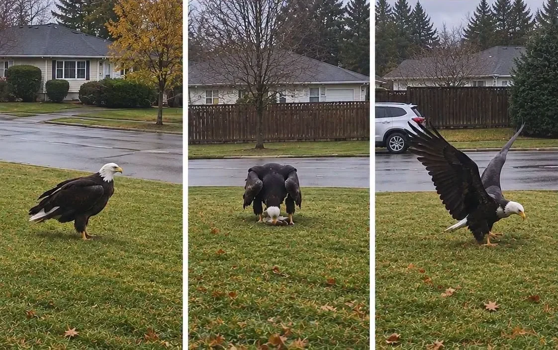 The Mysterious Giant Eagle Sighting That's Captivating the World