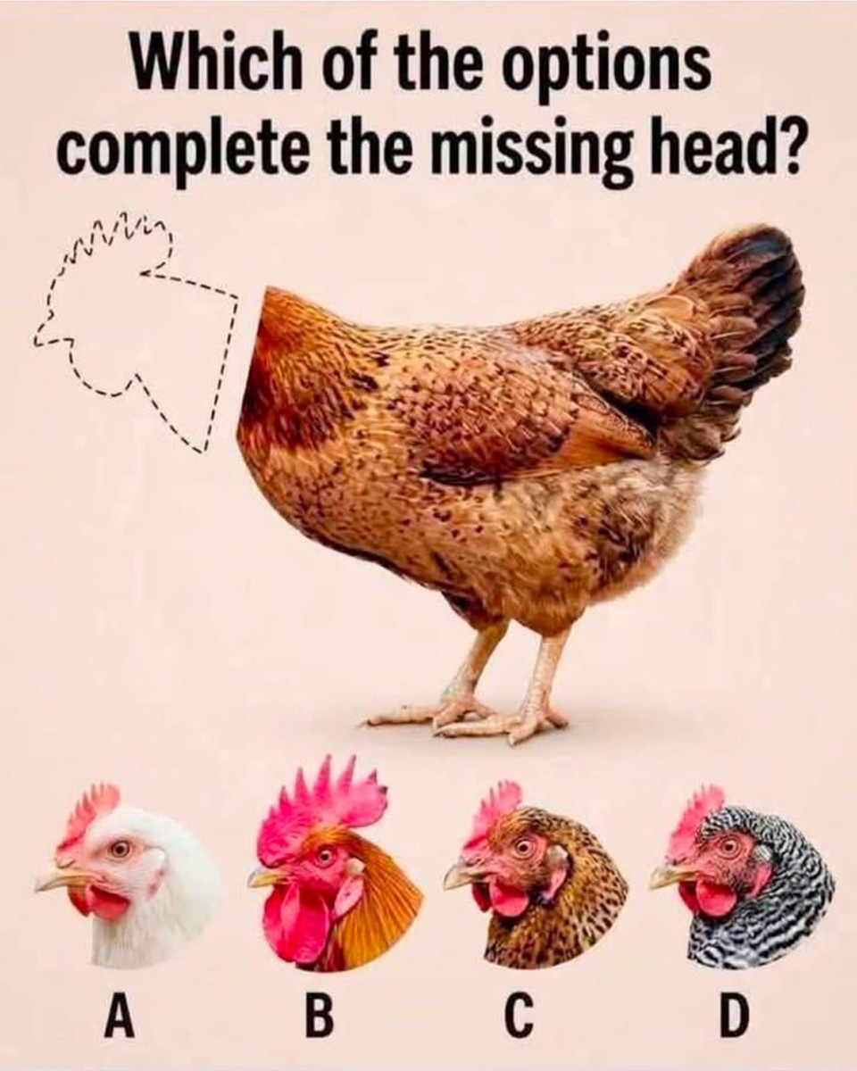 Can You Solve the Mystery of the Missing Chicken Head?