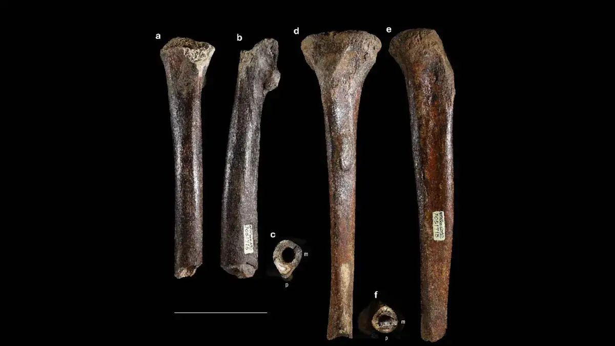 Denisovan Bones Found Undersea Fuel Debate Over Biblical Giants