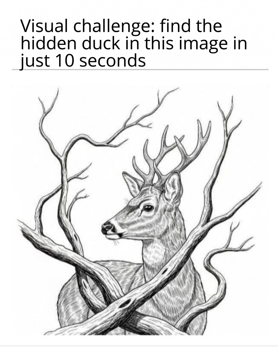 The Hidden Duck in the Forest: Can You Spot It?