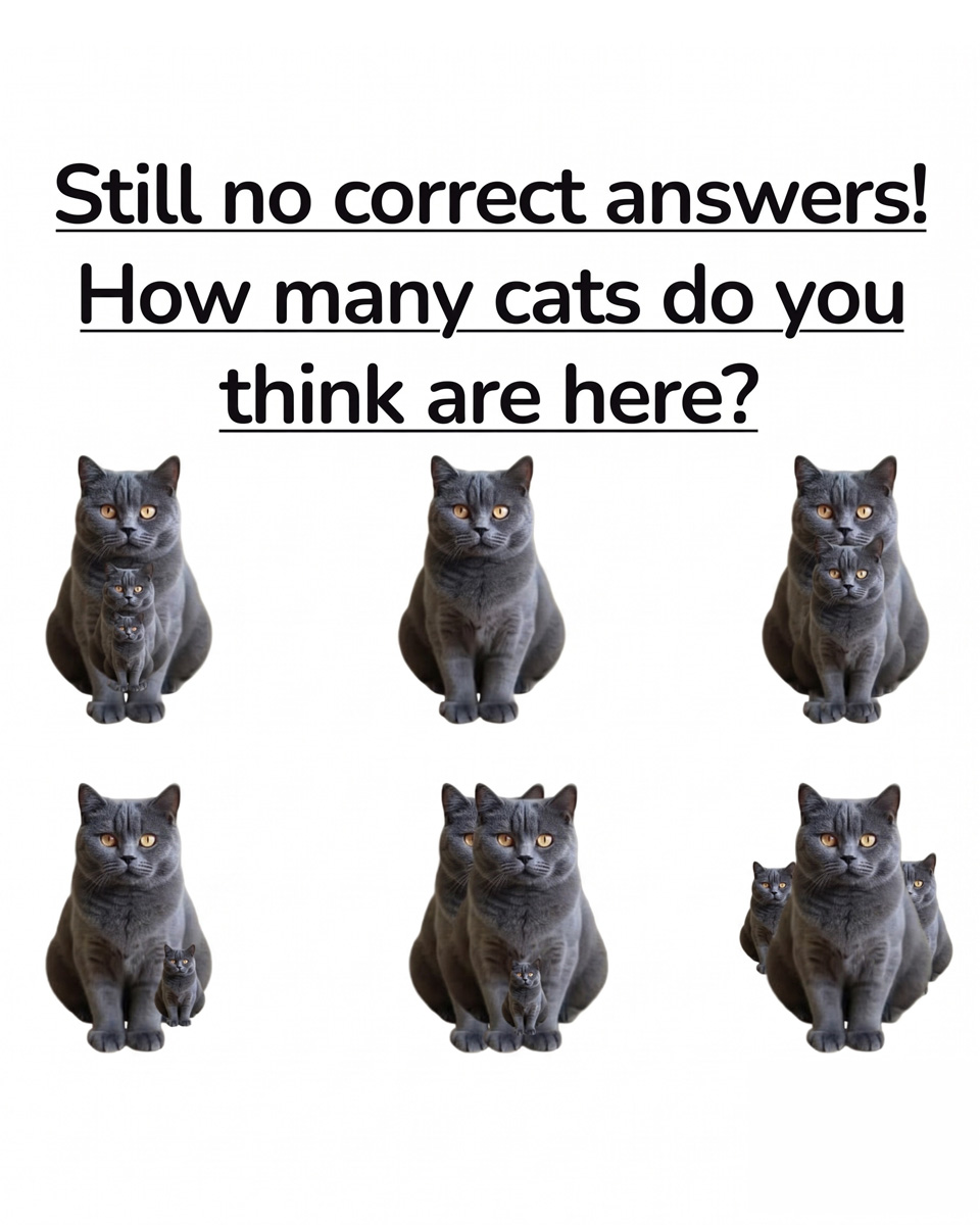 Why This Cat Puzzle Is Stumping Everyone Online