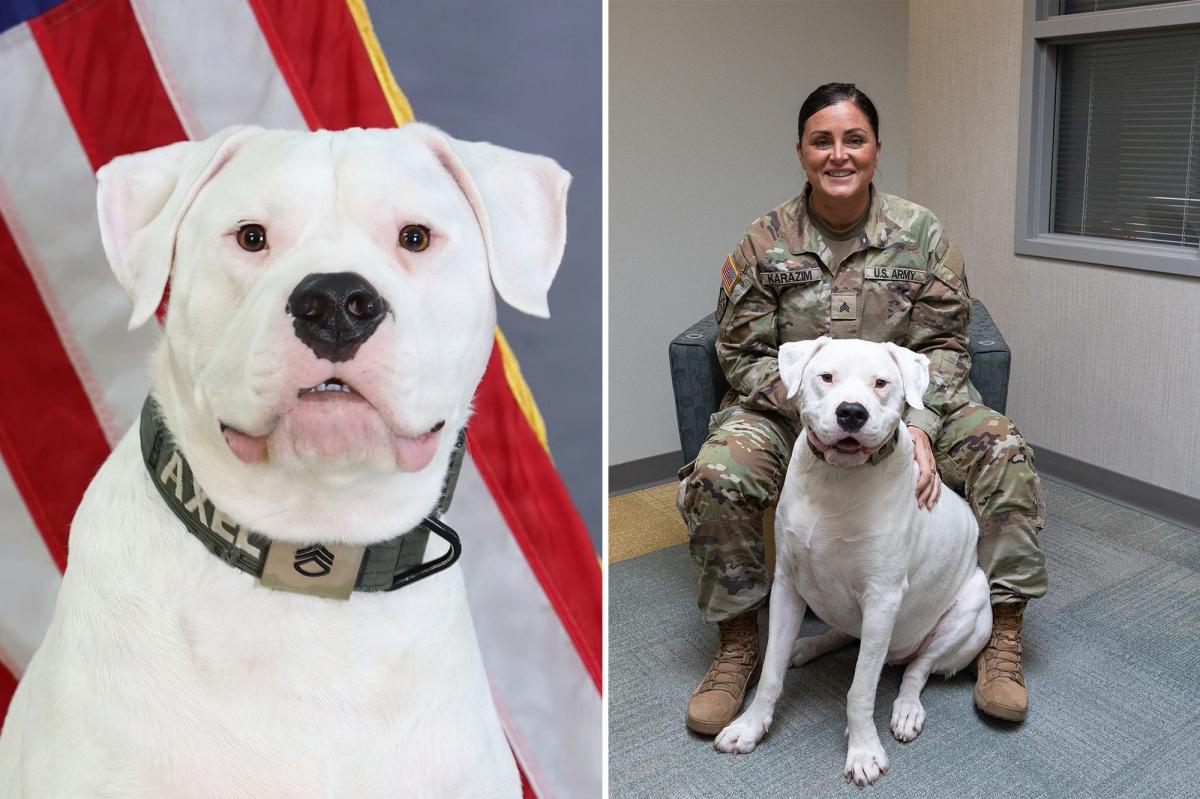 Deaf Dog Axel Set to Deploy with National Guard, Inspiring Many