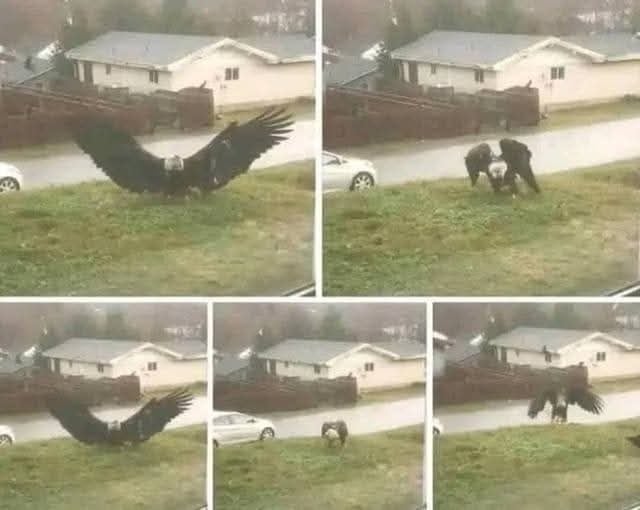 The 'Giant Eagle of the Border' Stuns Scientists with Its Massive Wingspan